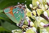 Orange and Green Hairstreak 2023